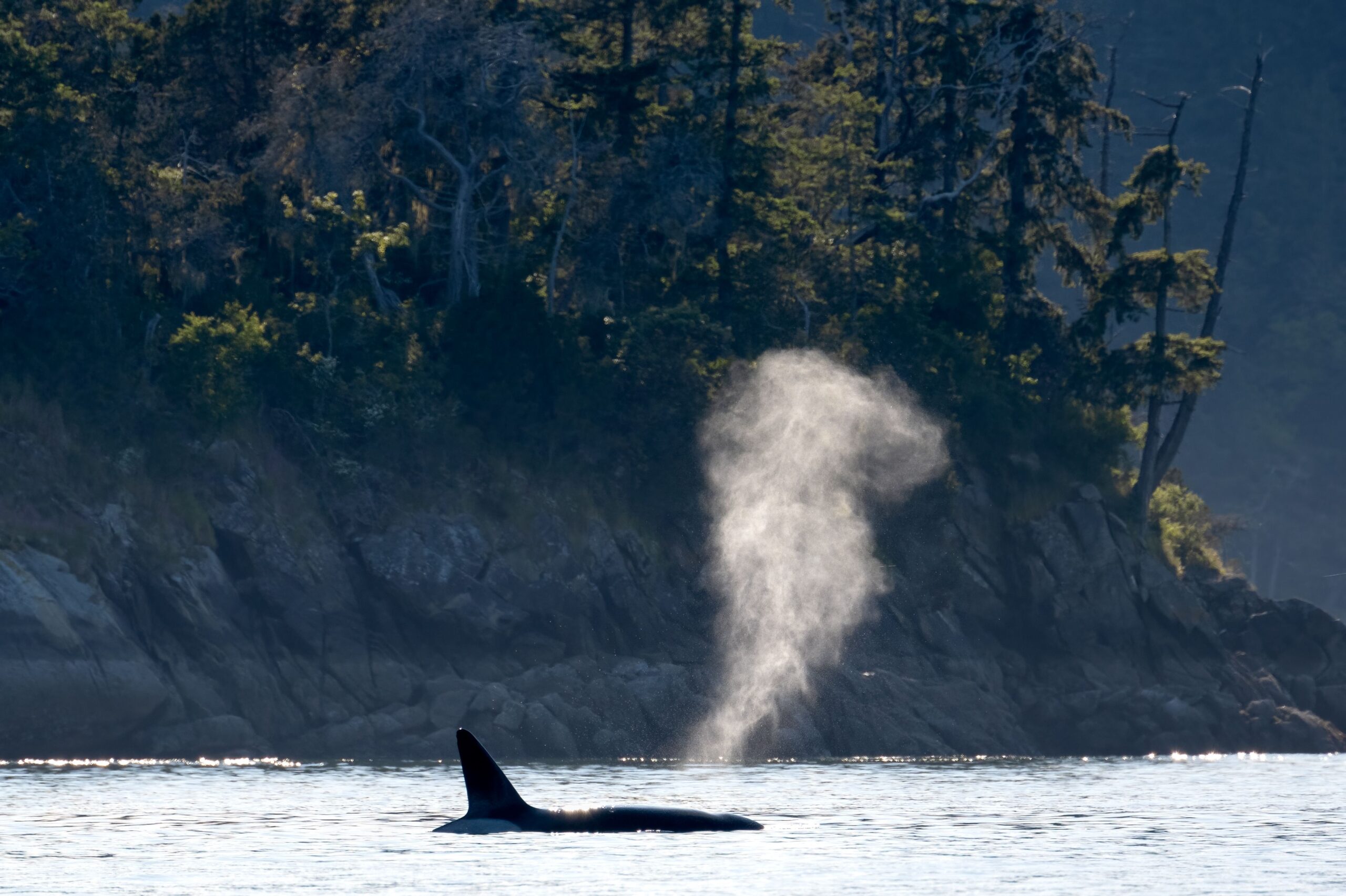 a whale sprout water on Vancouver Island