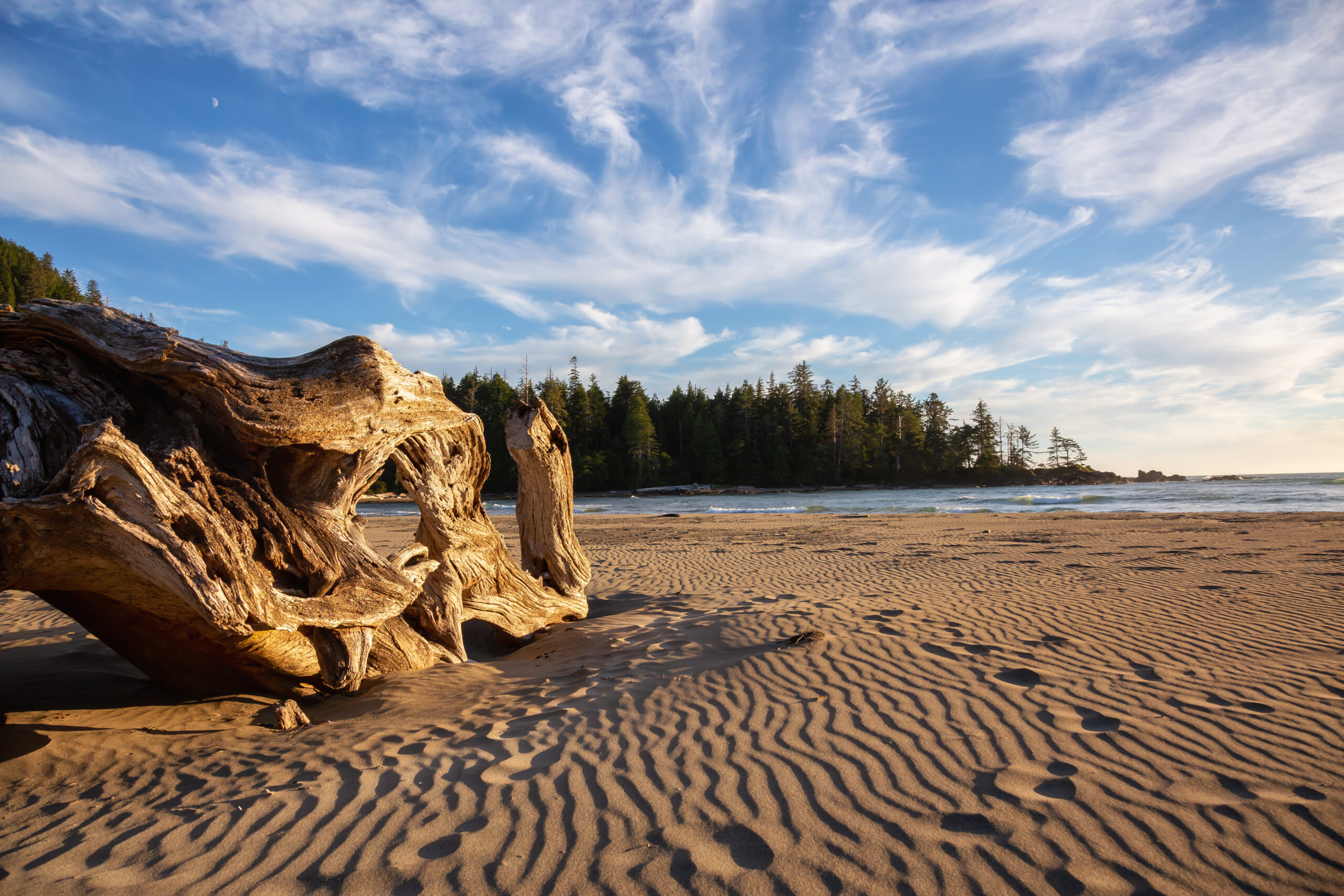 A large weathered driftwood log rests on a rippled sandy beach, with evergreen forest coastline and wispy clouds in a bright blue sky background