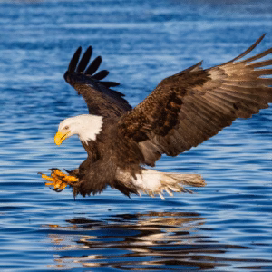 Bald eagle swooping down to catch fish from ocean water - Mid-Island Wildlife Recovery Centre volunteer opportunities Vancouver Island Shanon Kelley Realty