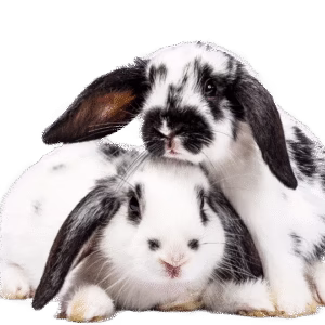 Cute bunnies vi fluffes
